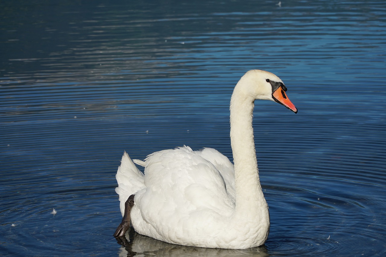swan  lake  walensee free photo