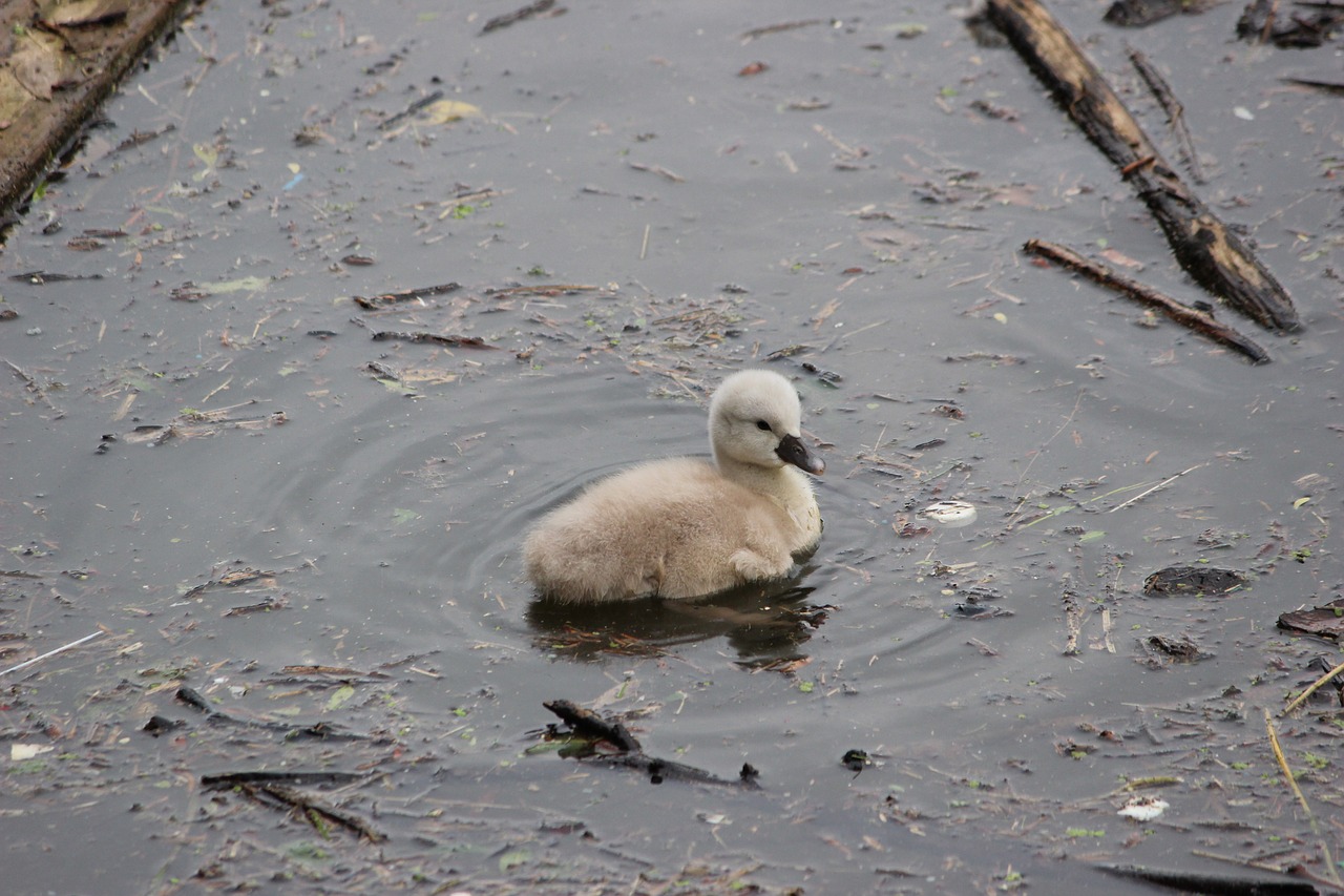 swan  duck  hatching free photo