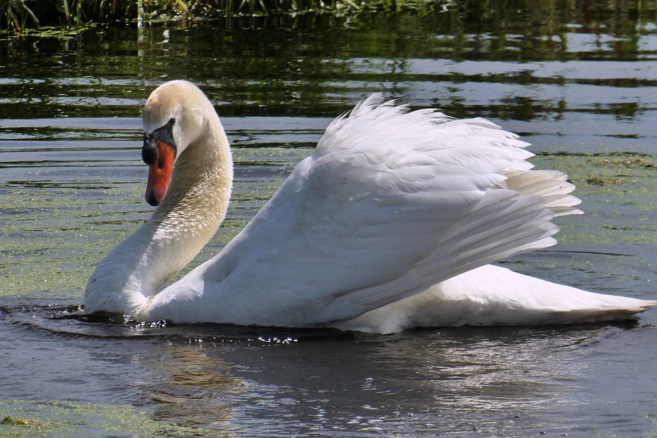 swan  show off  feathers free photo
