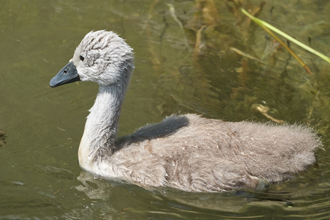 swan  chicken  water bird free photo