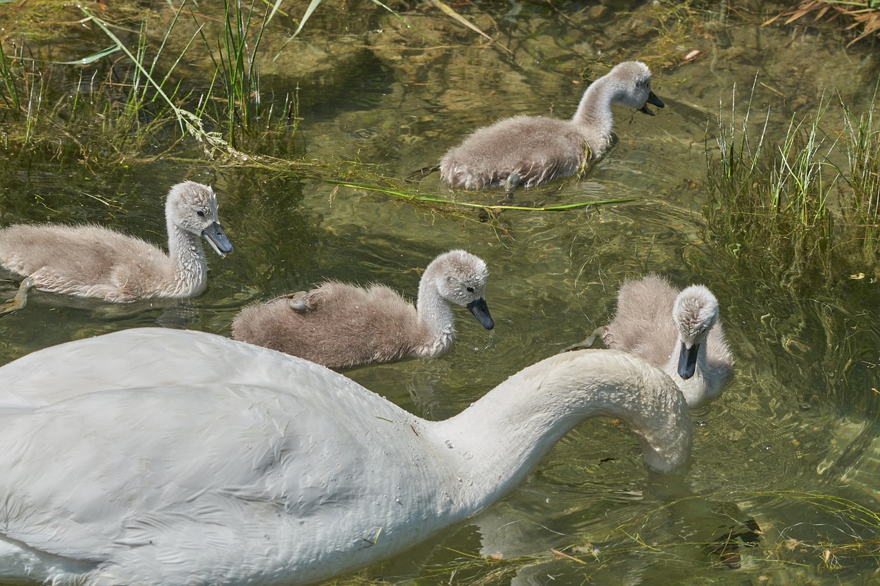 swan  mother  family free photo