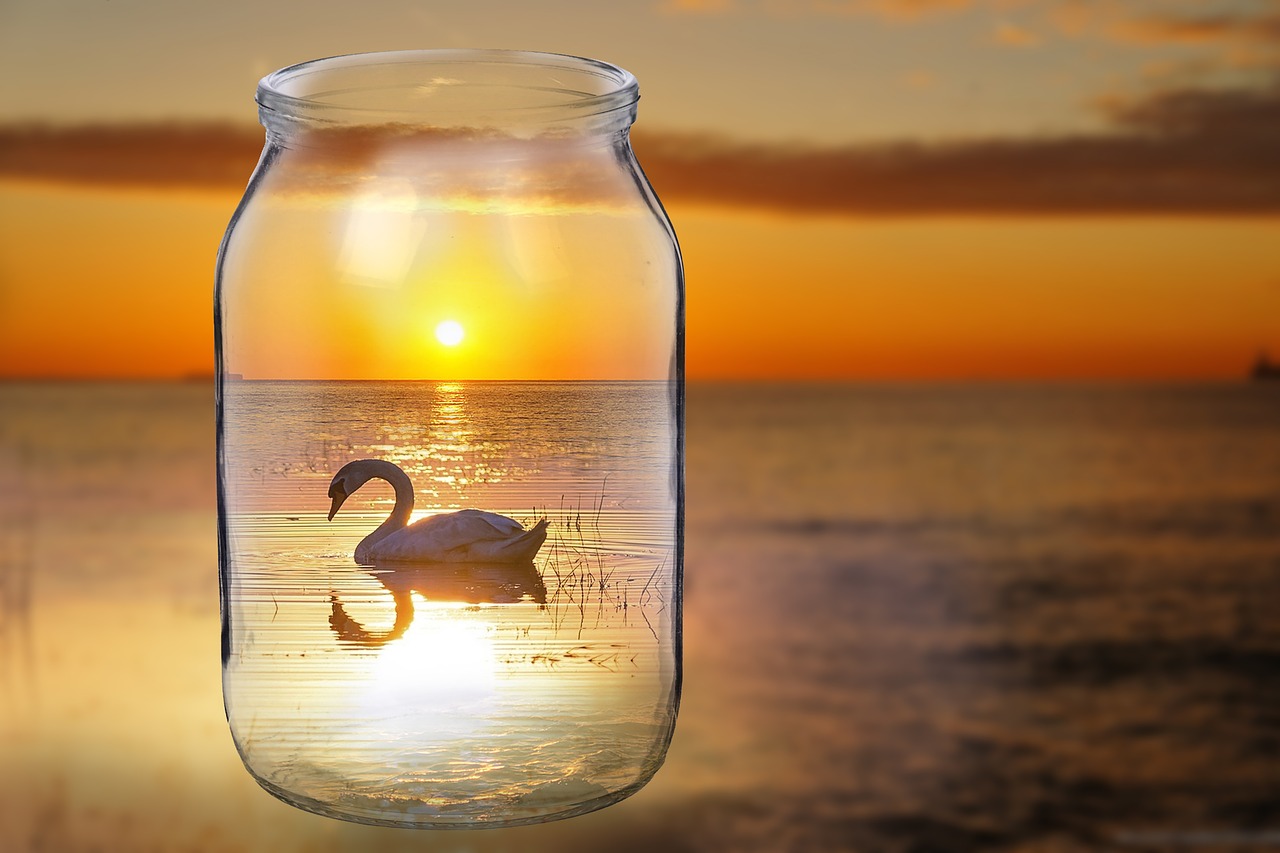 swan  bird  sunset bank free photo