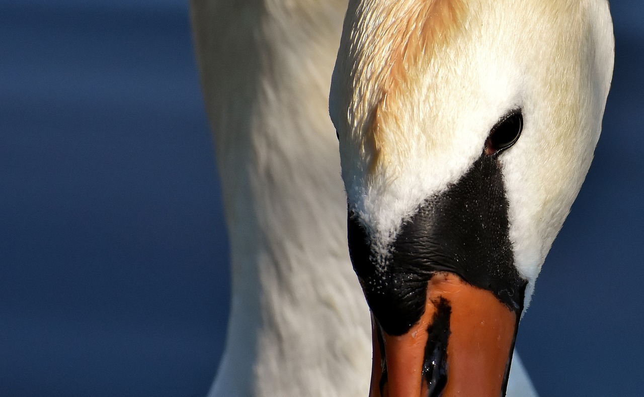 swan  elegant  noble free photo