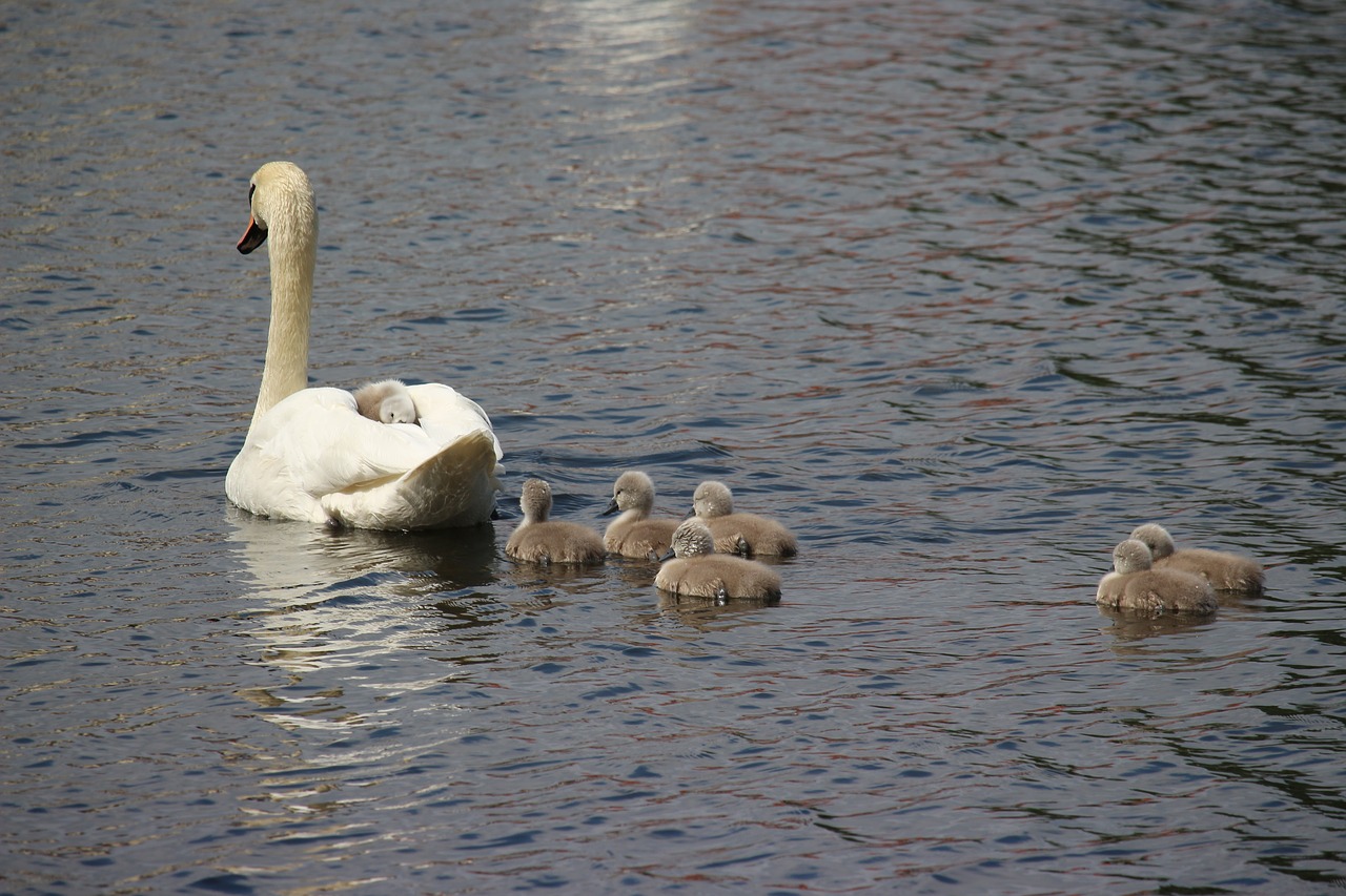 swan  swans  water bird free photo