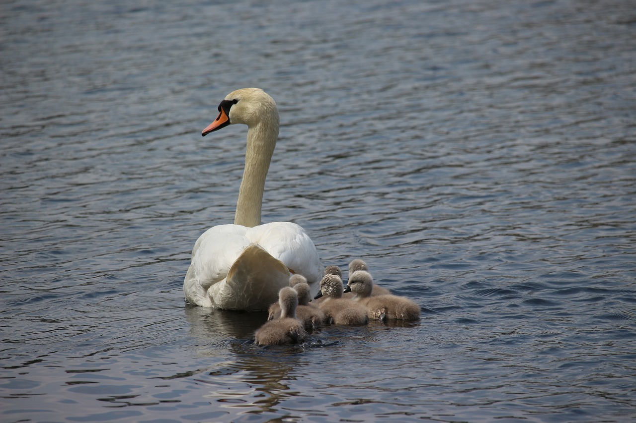 swan  swans  water bird free photo