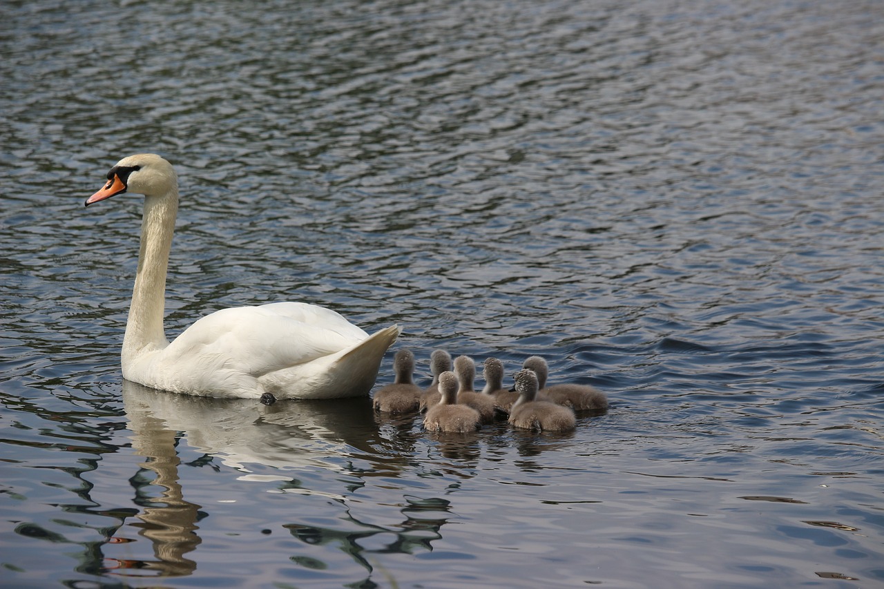 swan  swans  water bird free photo