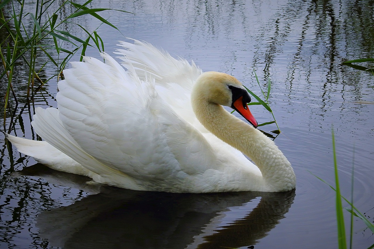 swan  water bird  lake free photo