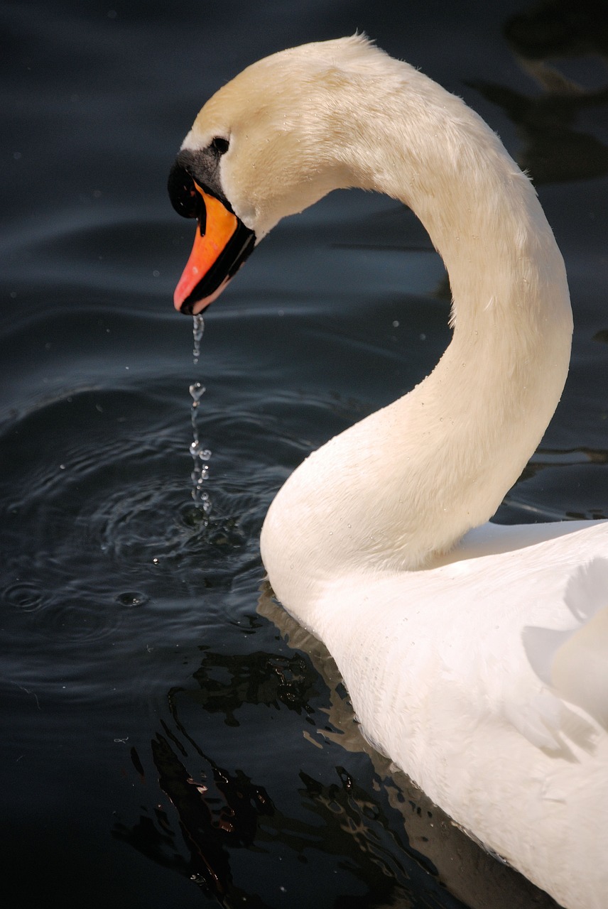 swan waterfowl water free photo