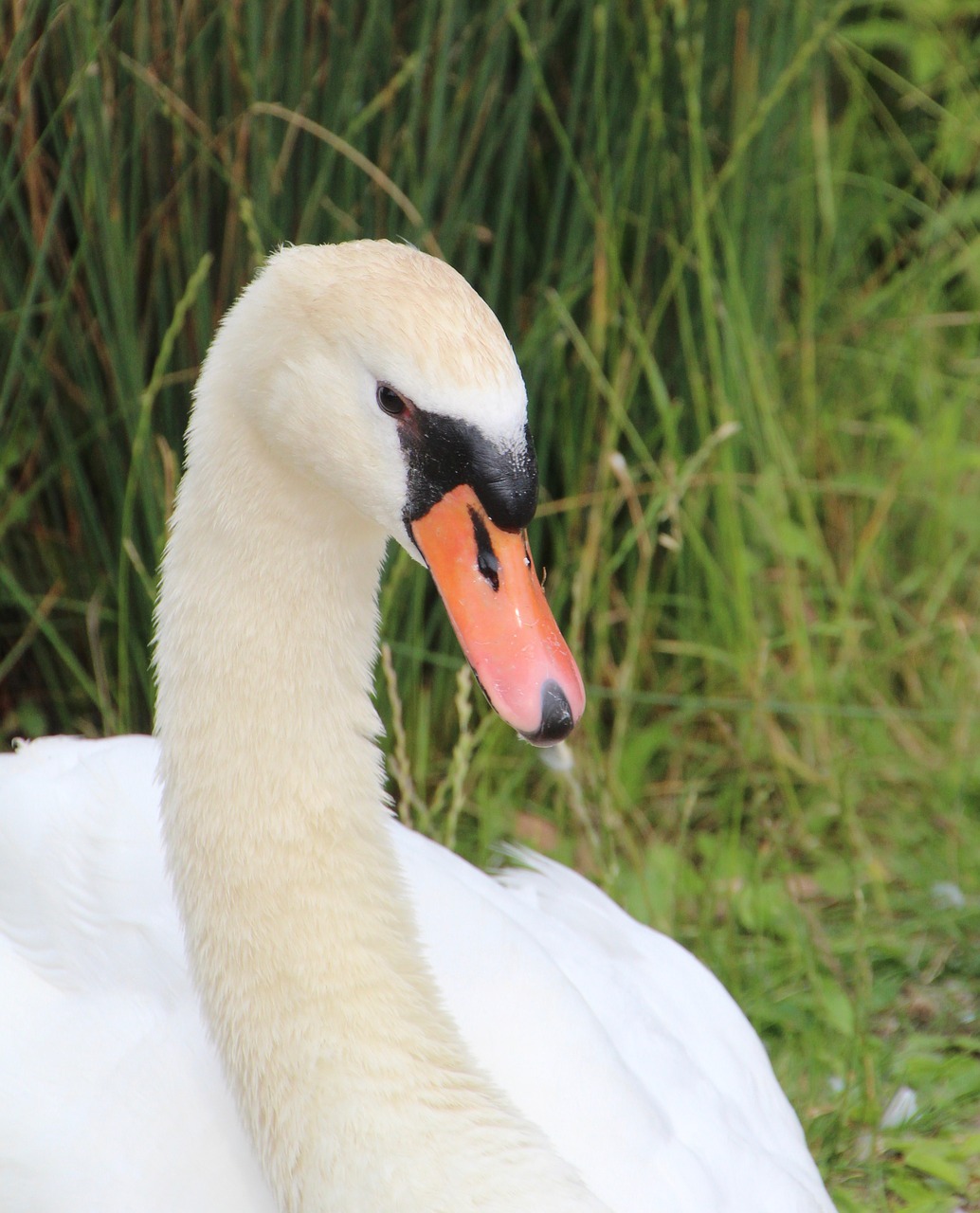 swan  mute swan  bird free photo