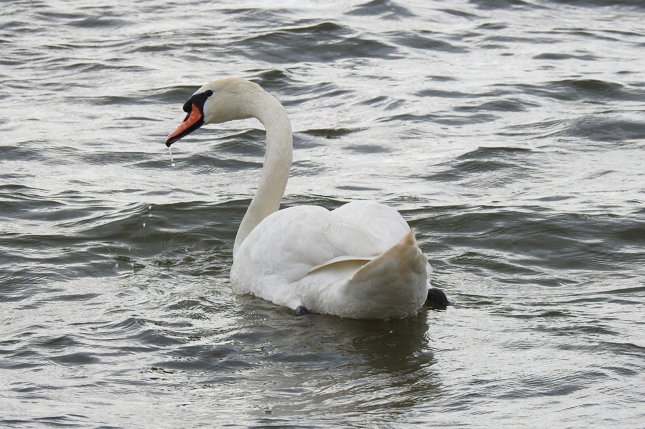 swan  water  floats free photo