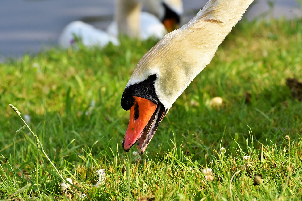 swan  water bird  schwimmvogel free photo