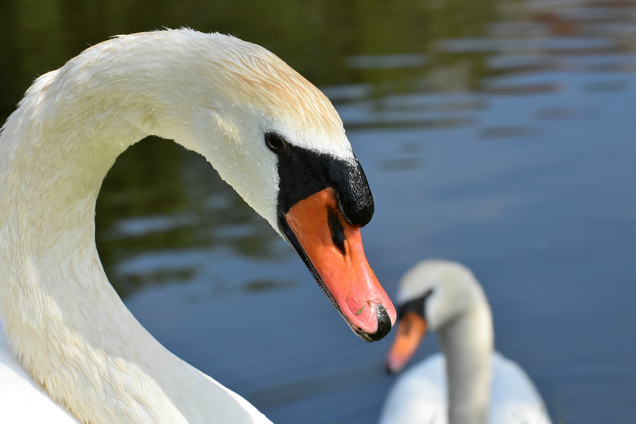 swan  feather  plumage free photo