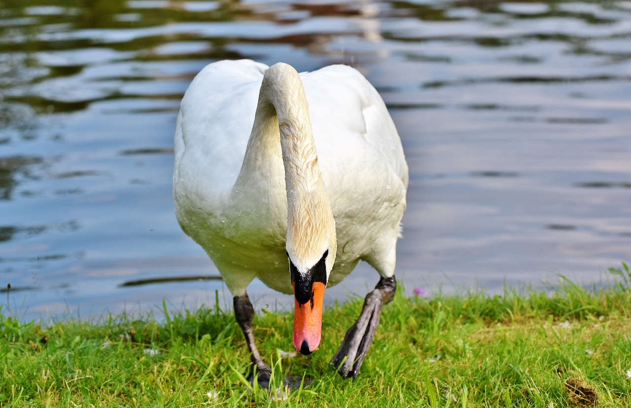 swan  water bird  schwimmvogel free photo