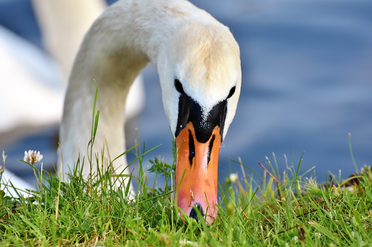 swan  water bird  schwimmvogel free photo