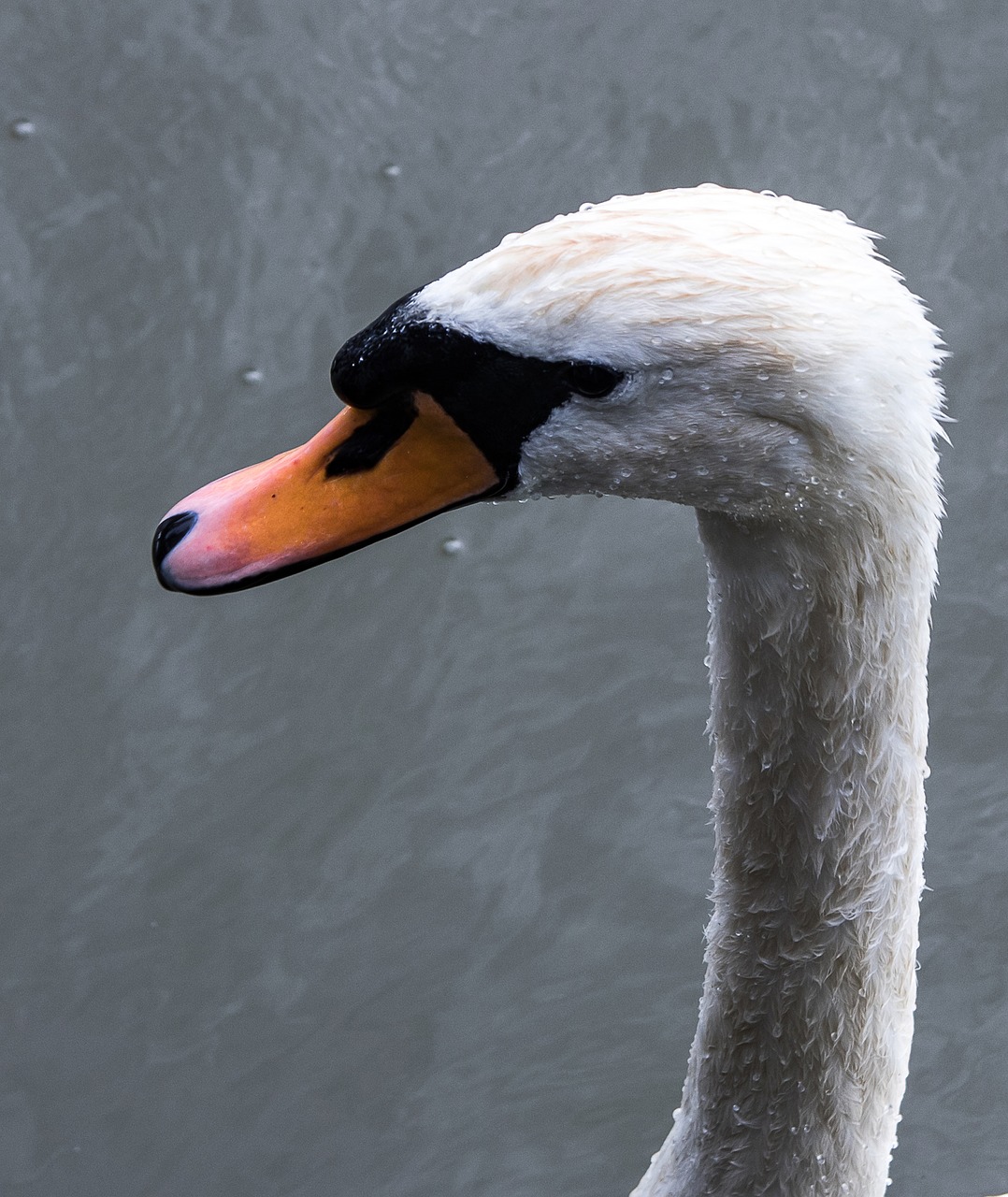 swan  bird  water bird free photo