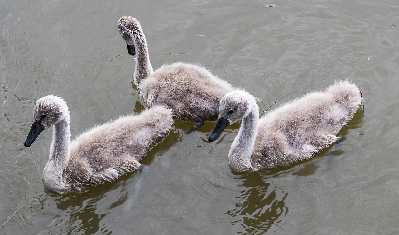 swan  swans  young animals free photo