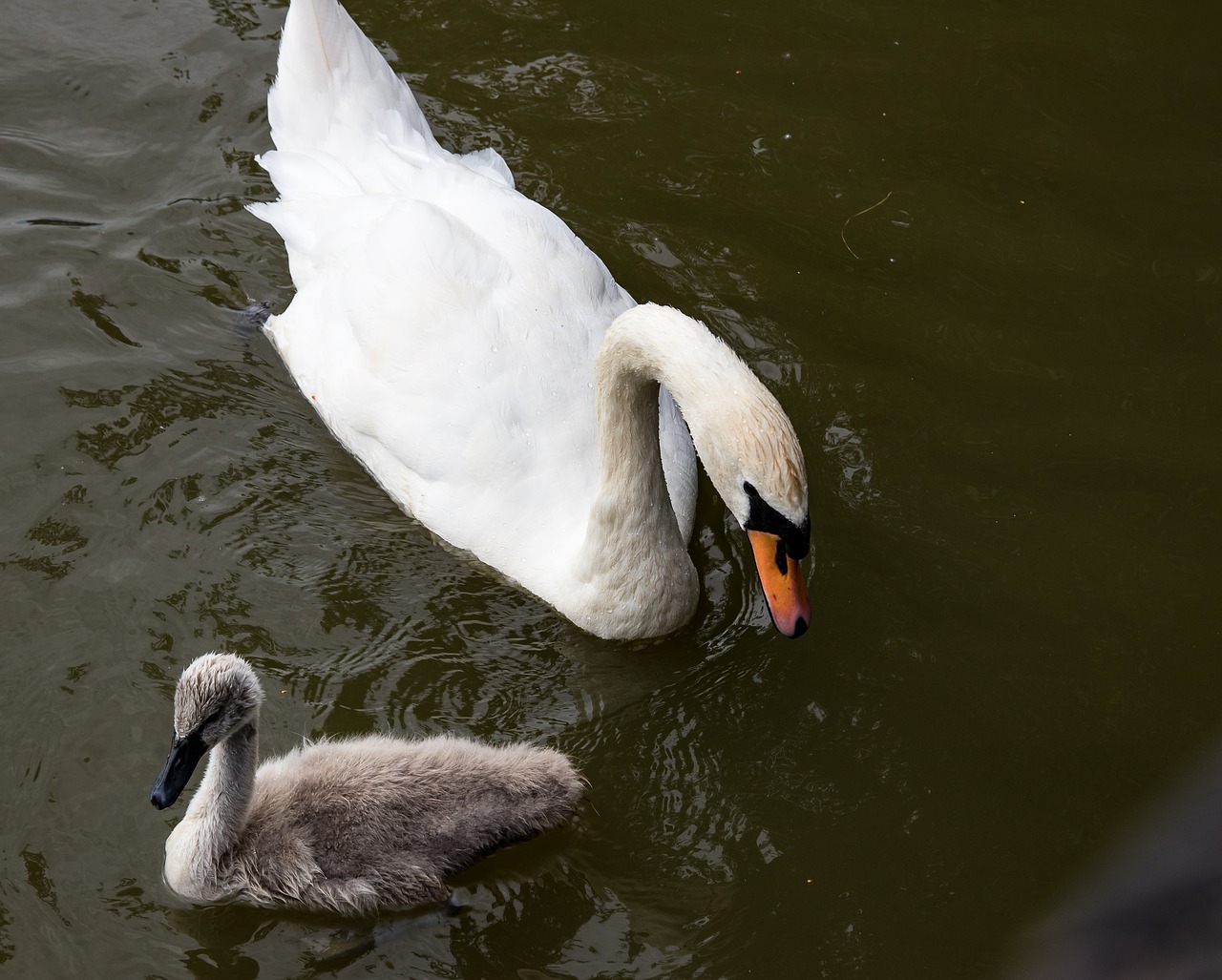 swan  swans  young animals free photo