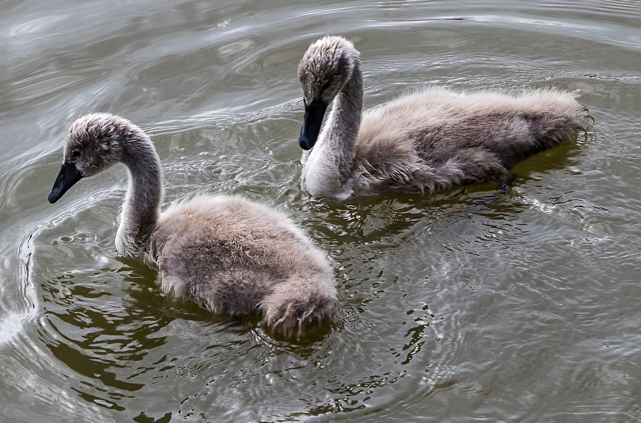 swan  swans  young animals free photo