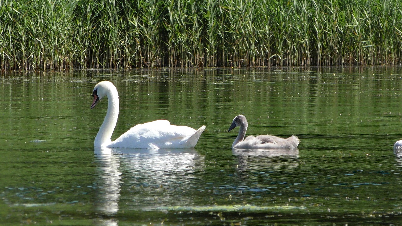 swan  young swans  young swan free photo