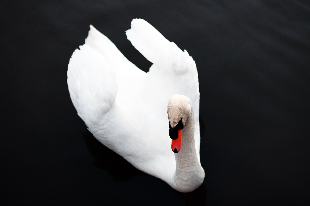 swan bird nature free photo