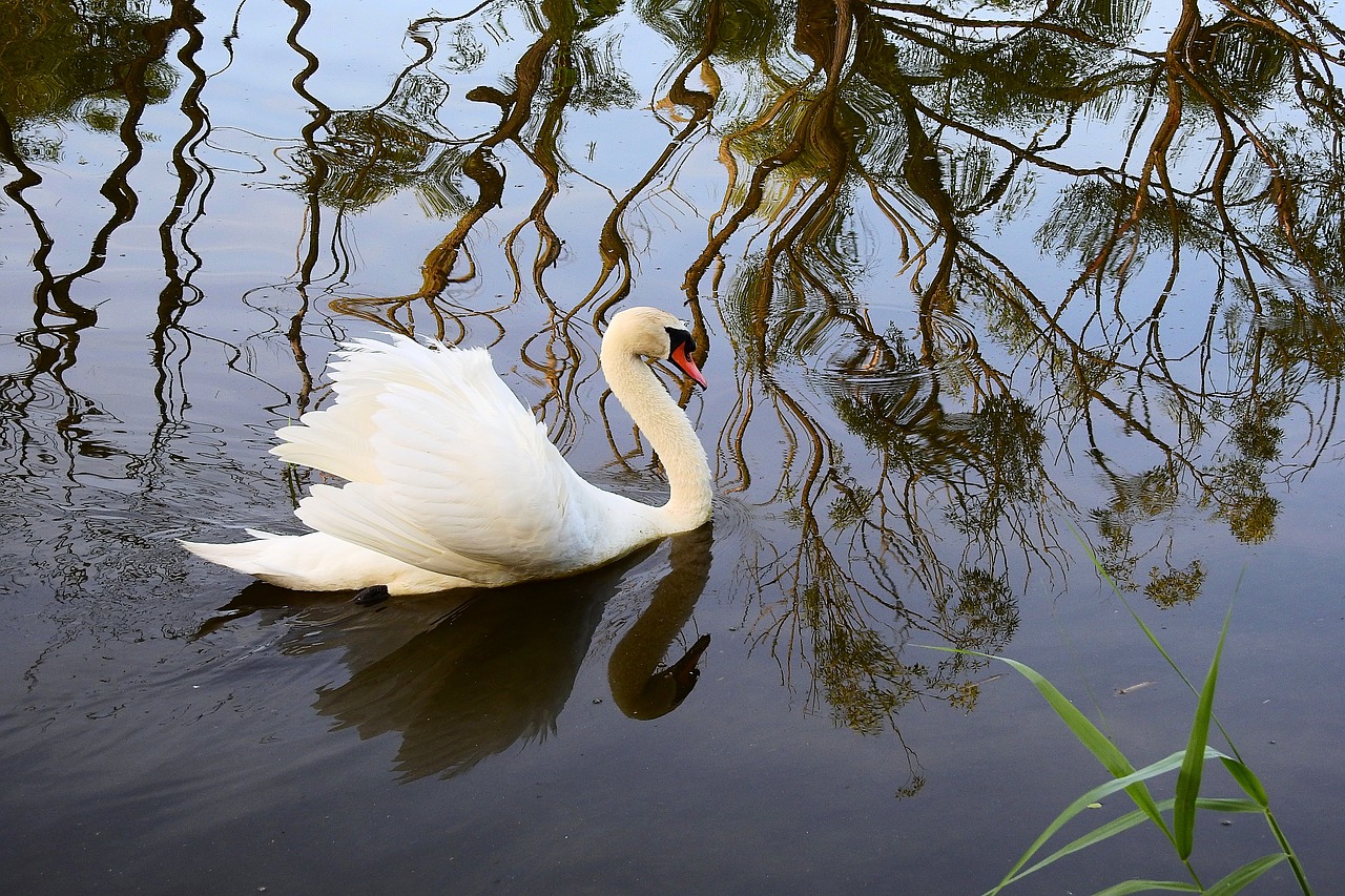 swan  nature  lake free photo