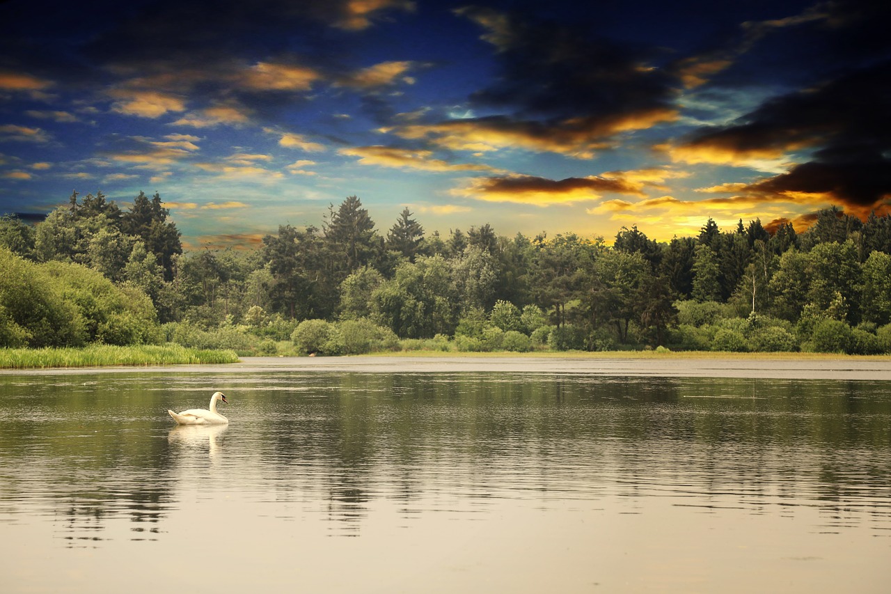 swan  water  animal free photo