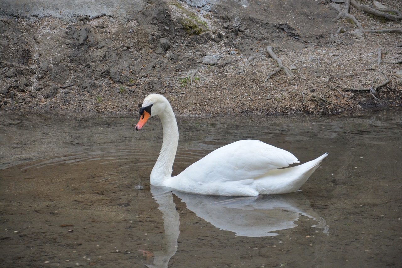 swan  lake  reflection free photo