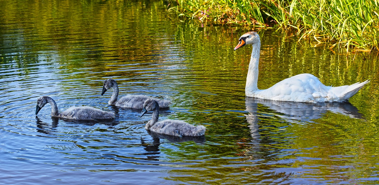 swan  cygnet  chicks free photo