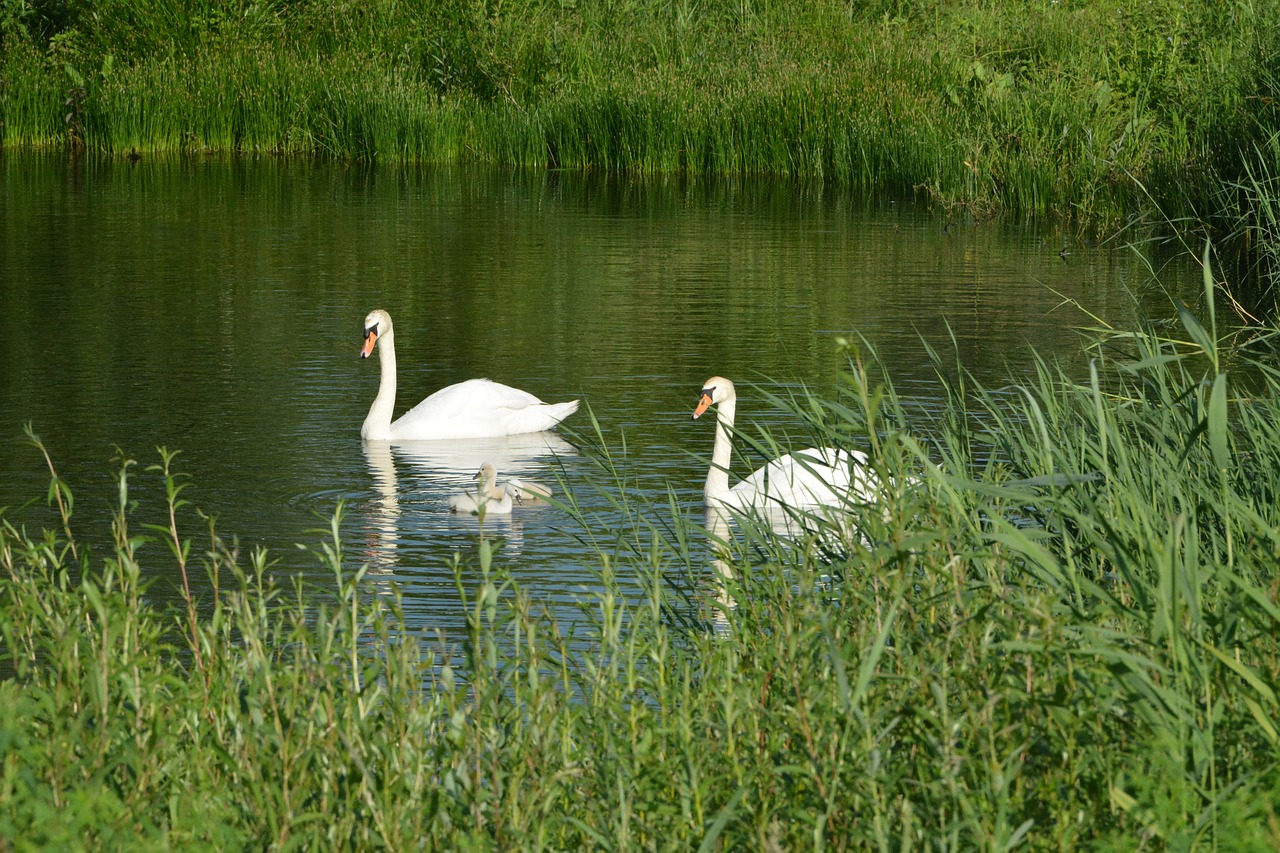 swan  water fowl  elegant free photo