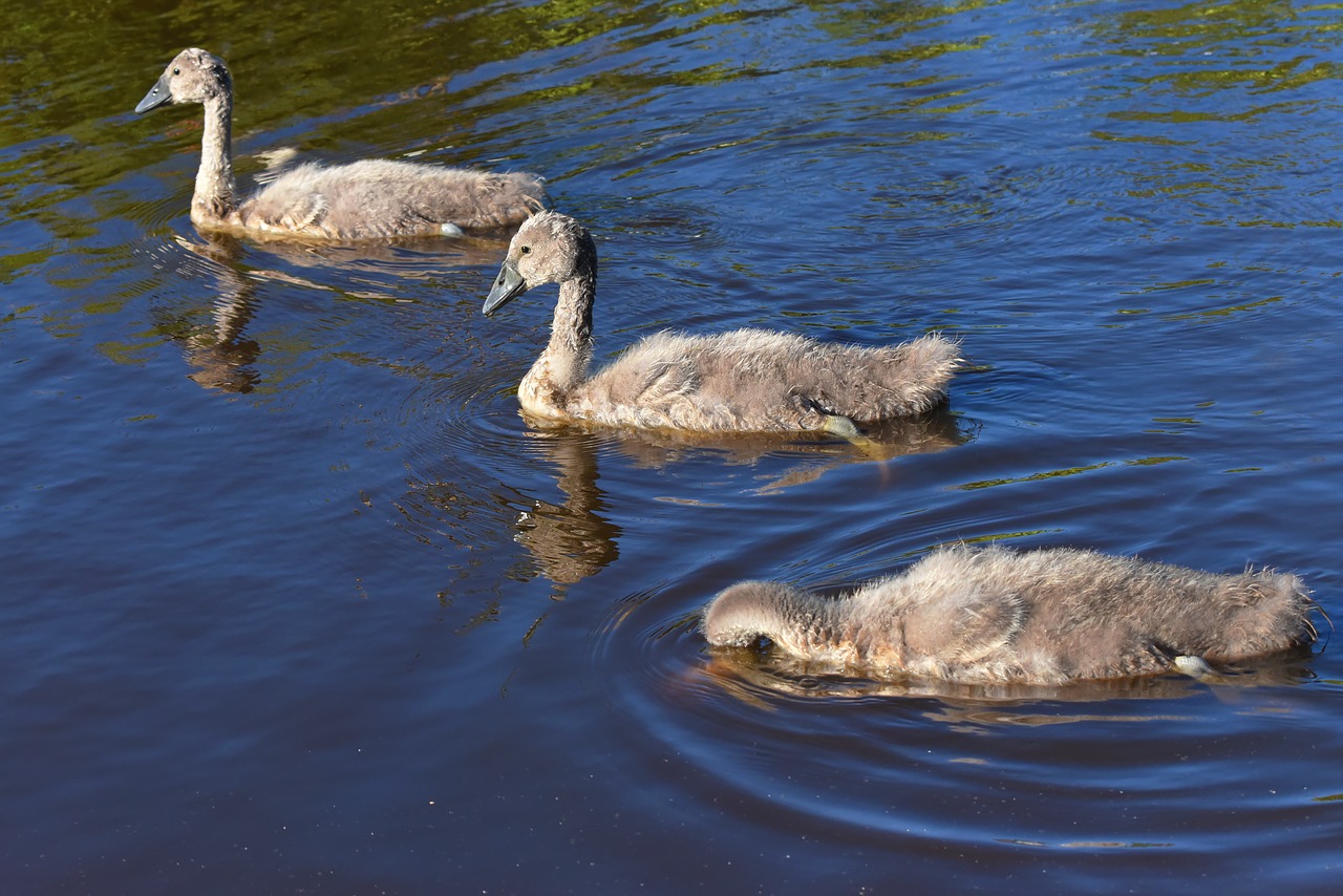 swan  cygnet  chicks free photo