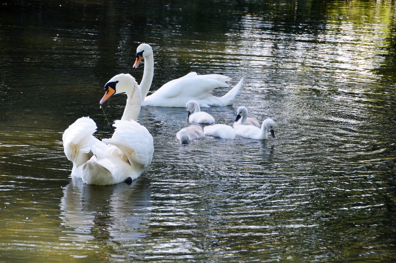 swan  cygnet  birds free photo