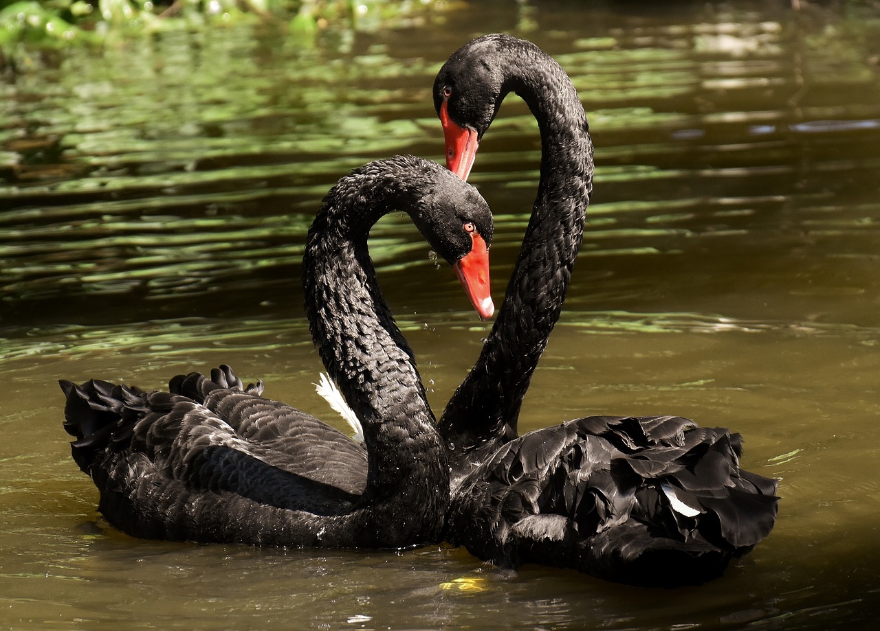 swan  black  pair free photo