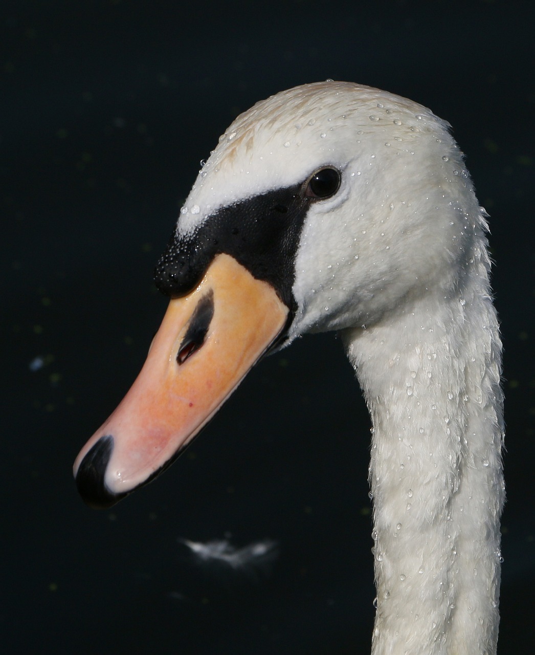 swan  portrait  summer free photo
