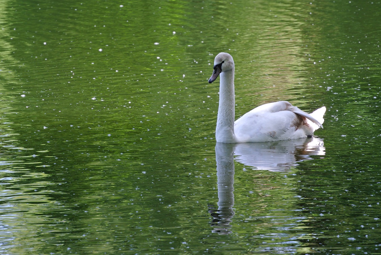 swan white animal free photo