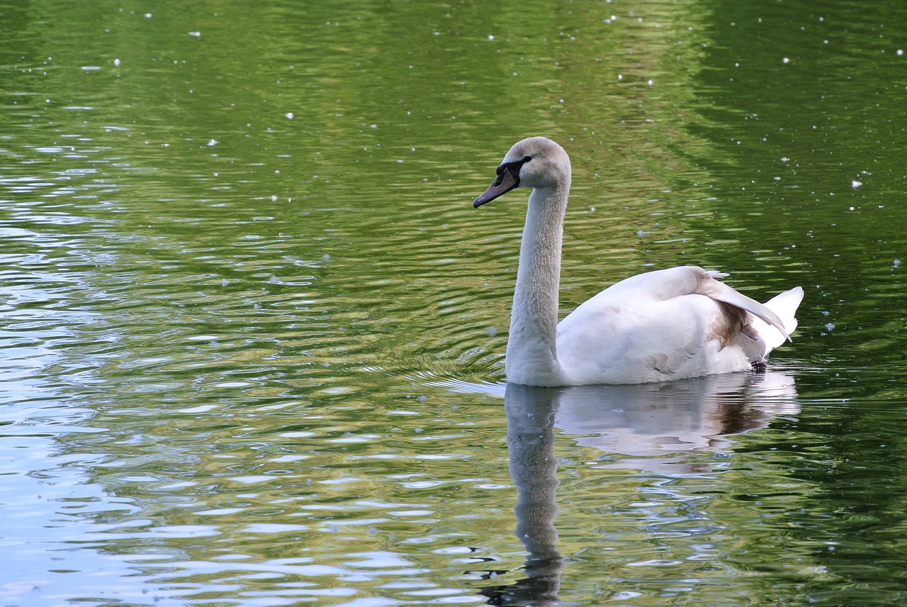 swan lake water free photo