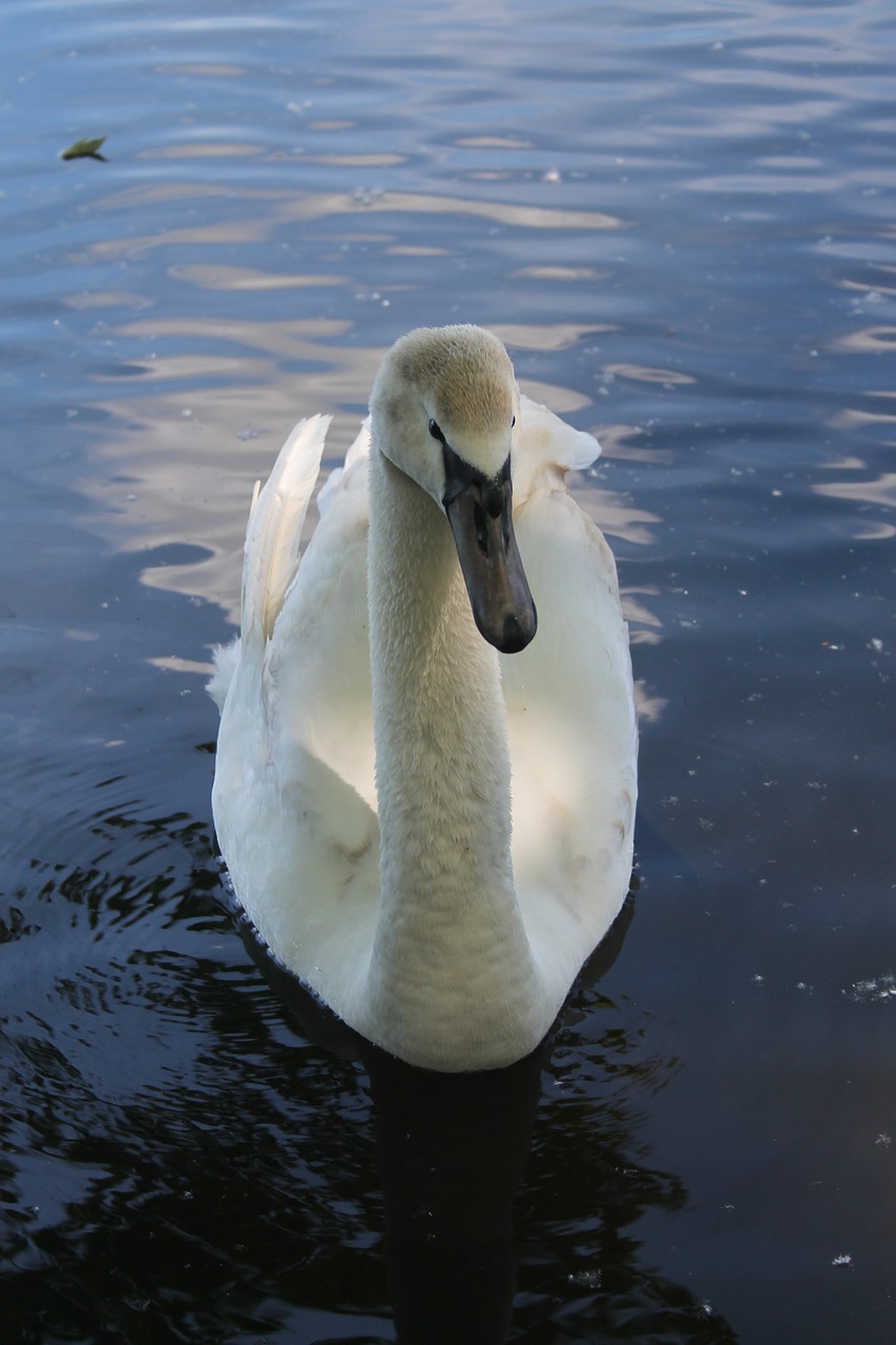 swan water waters free photo