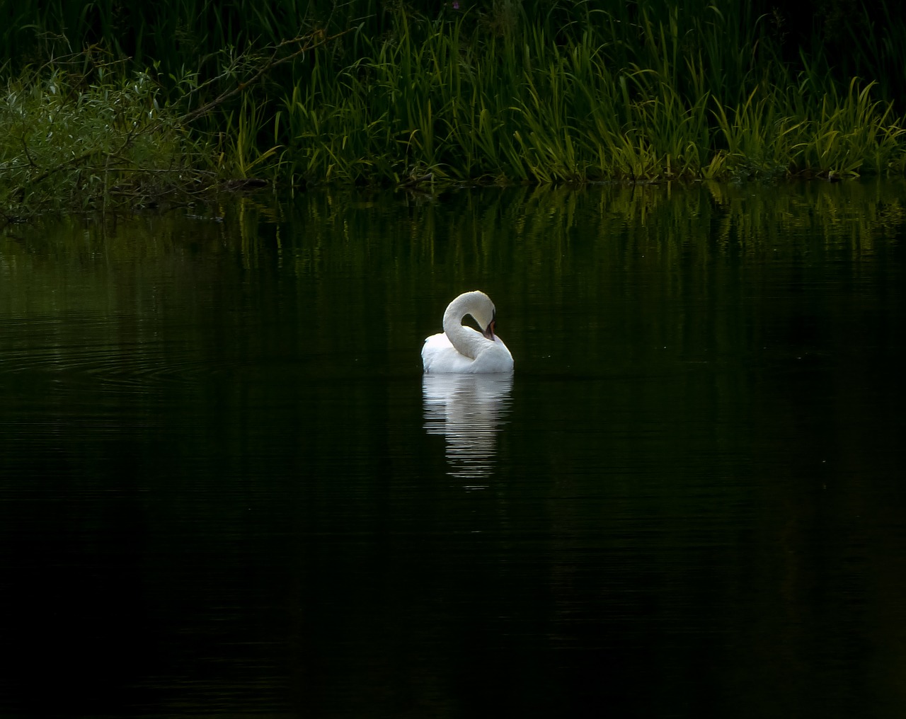 swan  still  water free photo