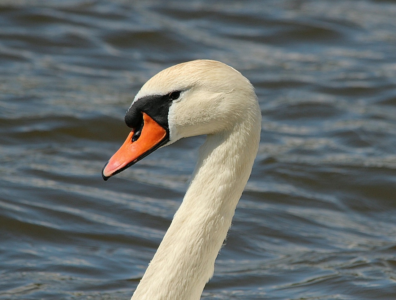 swan swans bird free photo