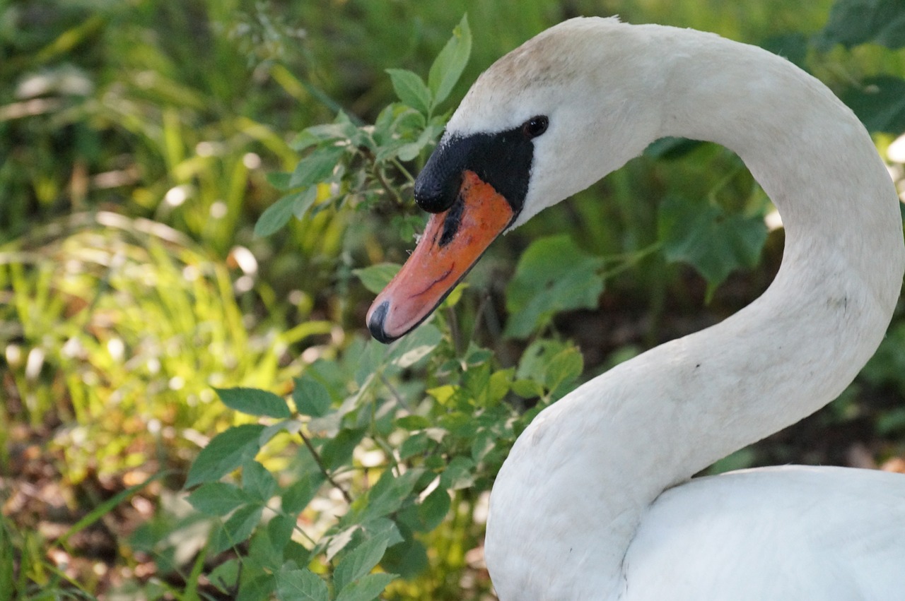 swan nature bird free photo