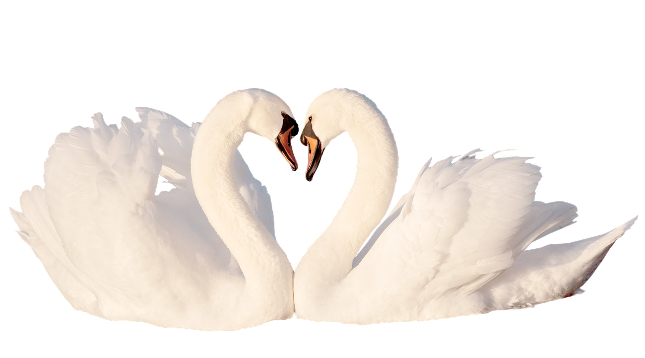 swan  love  bird free photo