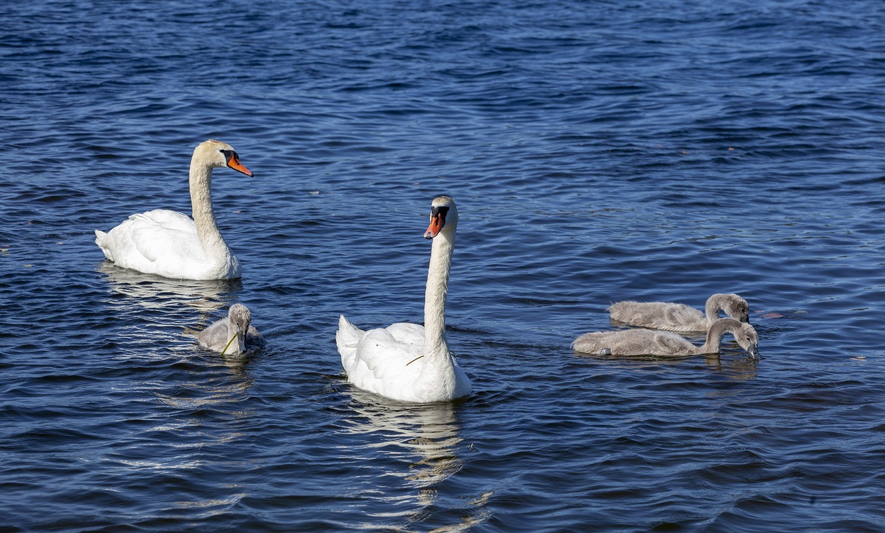 swan  swan family  cygnets free photo