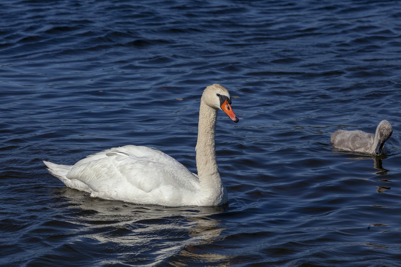 swan  swan family  cygnet free photo