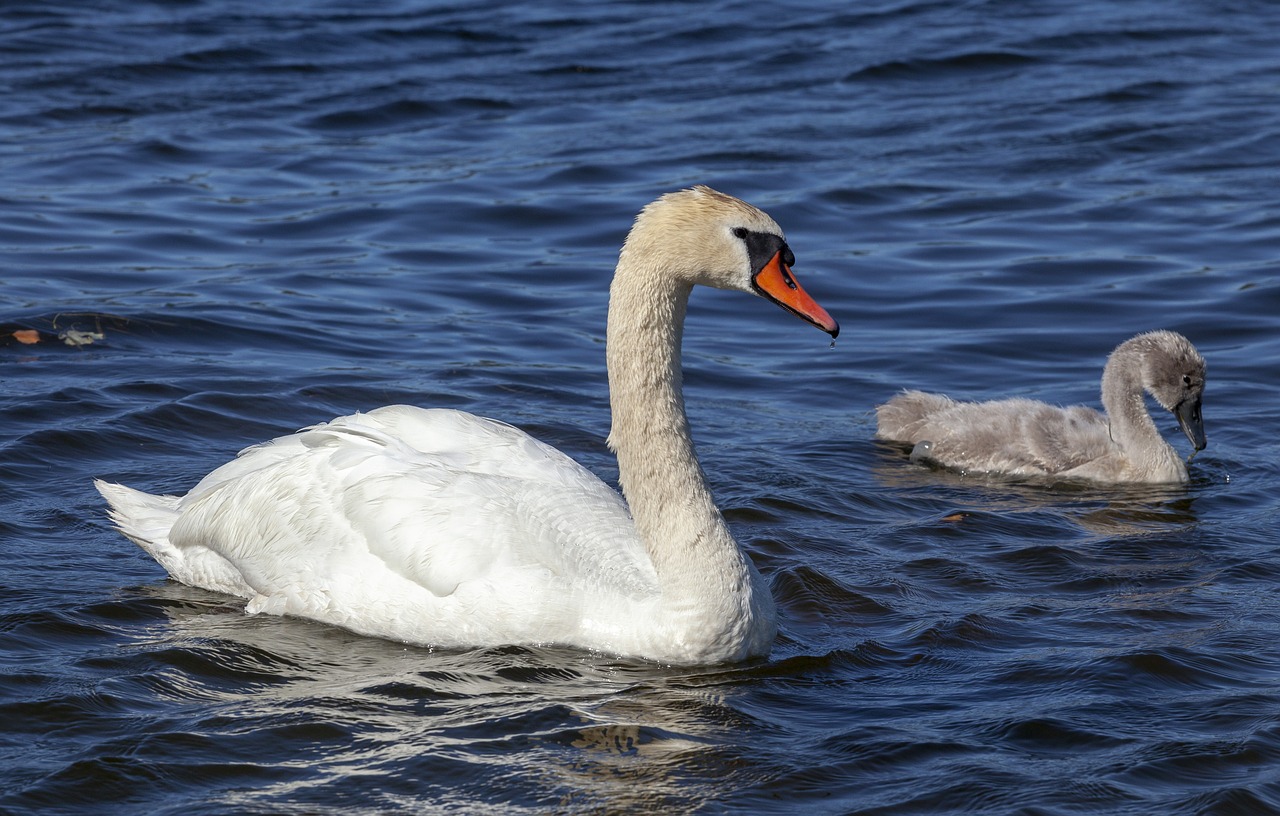 swan  swan family  cygnet free photo