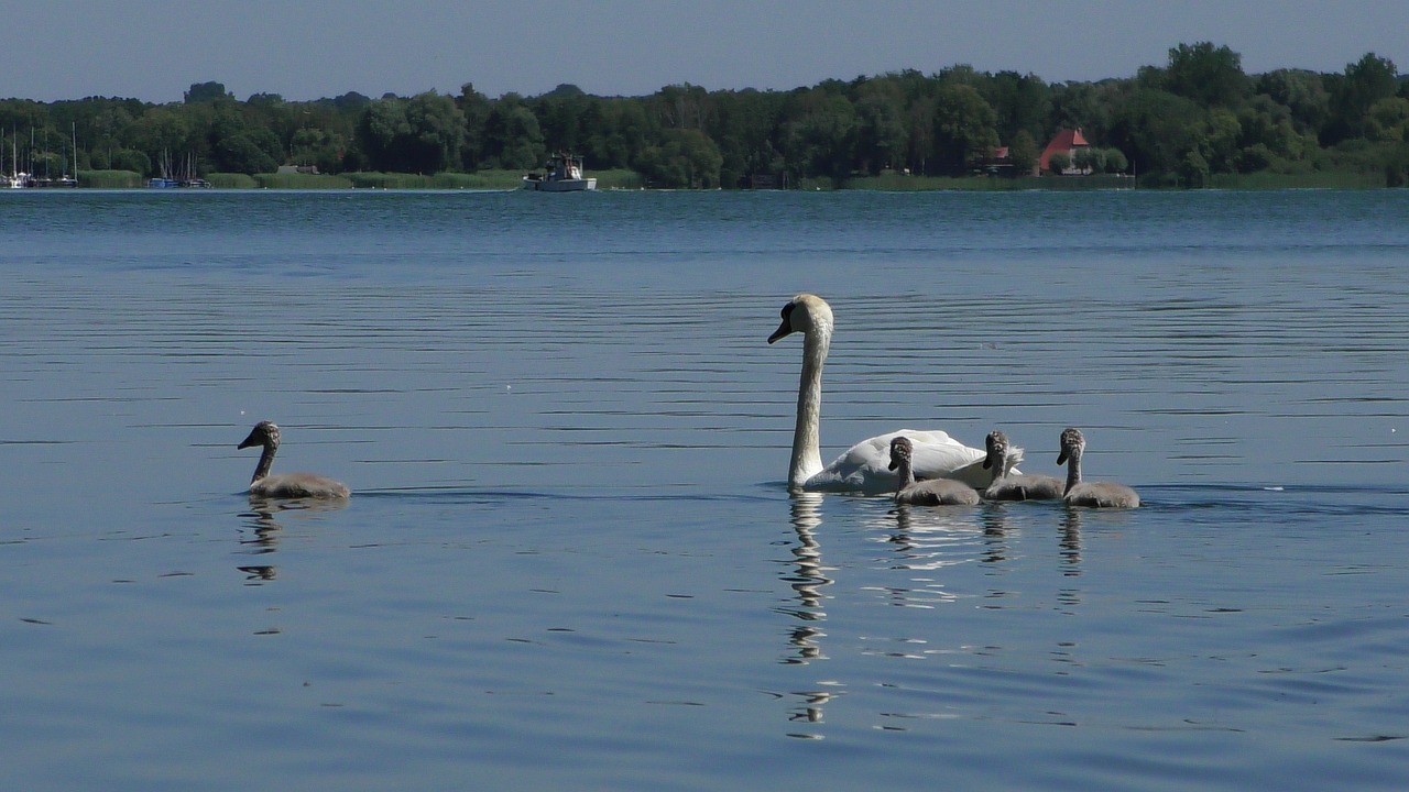 swan  young swan  plumage free photo