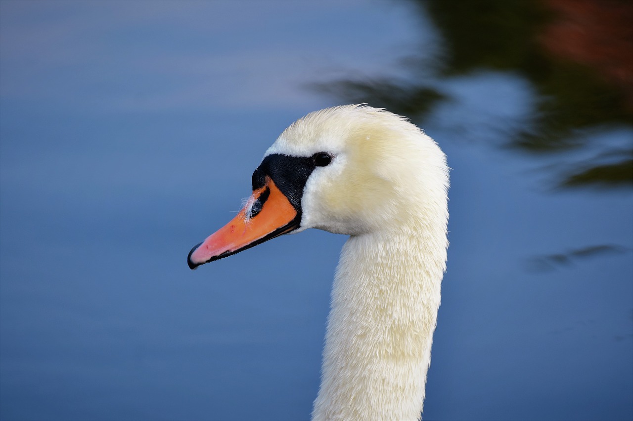 swan  water bird  bill free photo