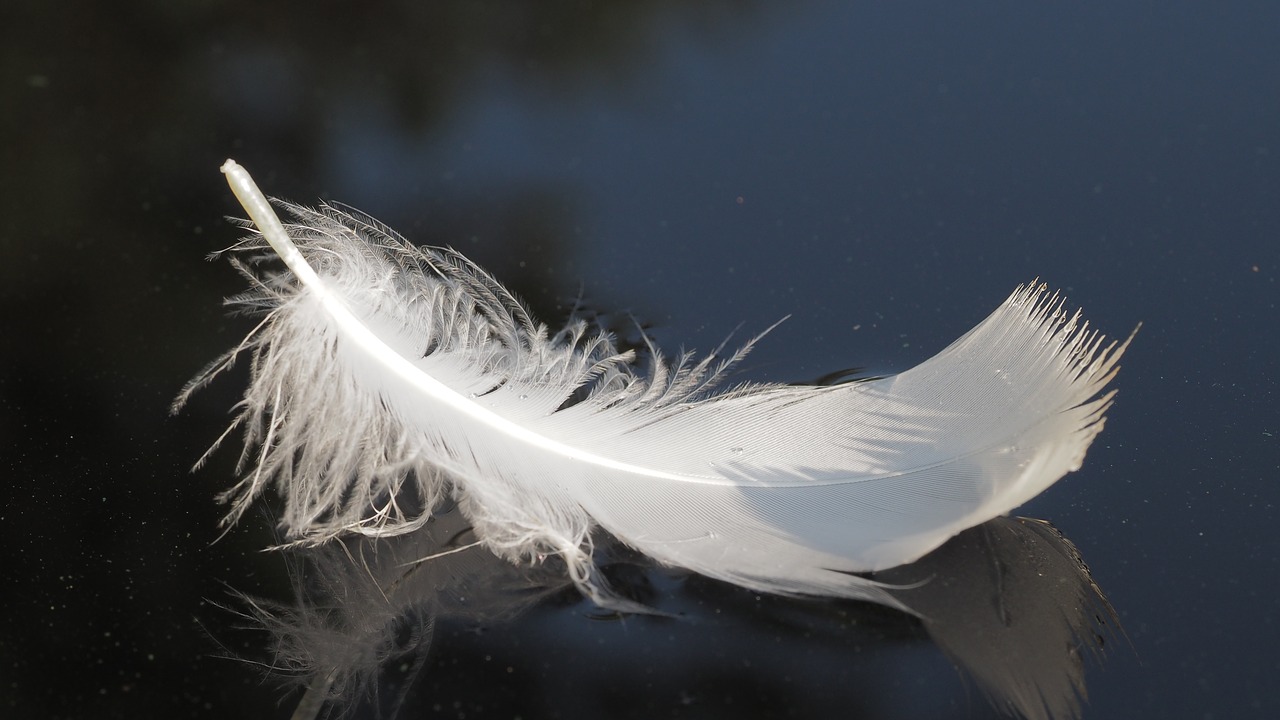 swan  feather  water free photo