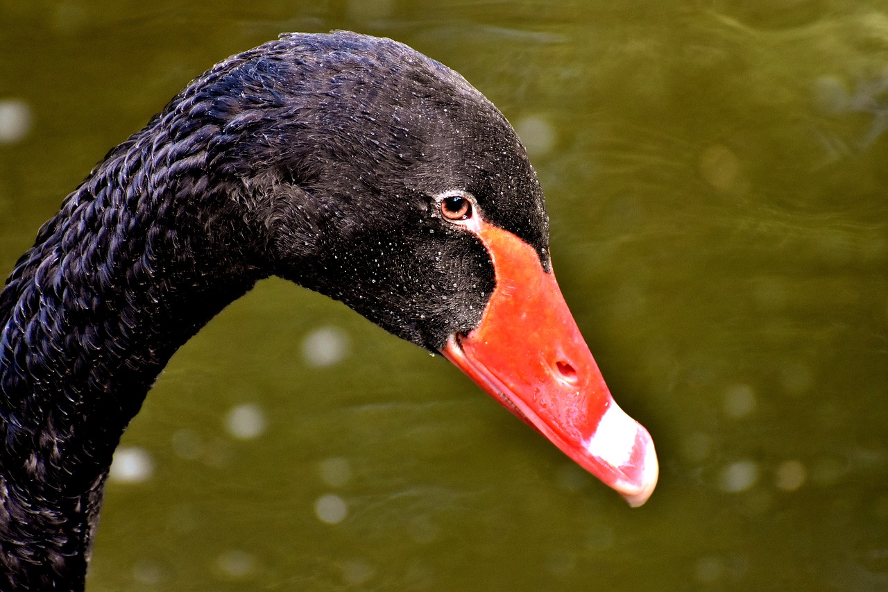 swan  black  water bird free photo