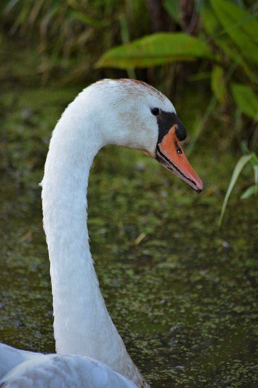 swan  swan head  water bird free photo