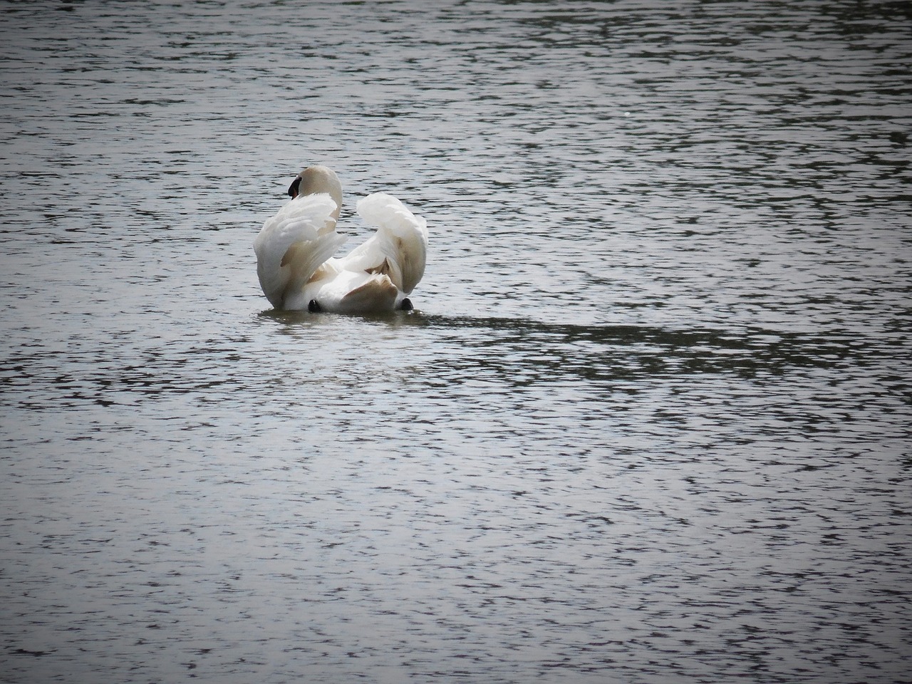 swan  water  swim free photo