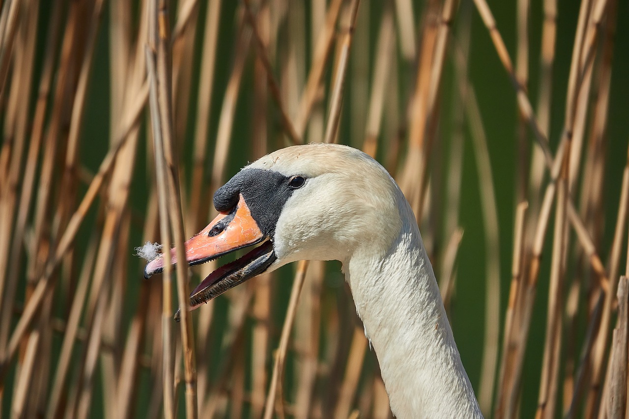 swan  reed  nature free photo